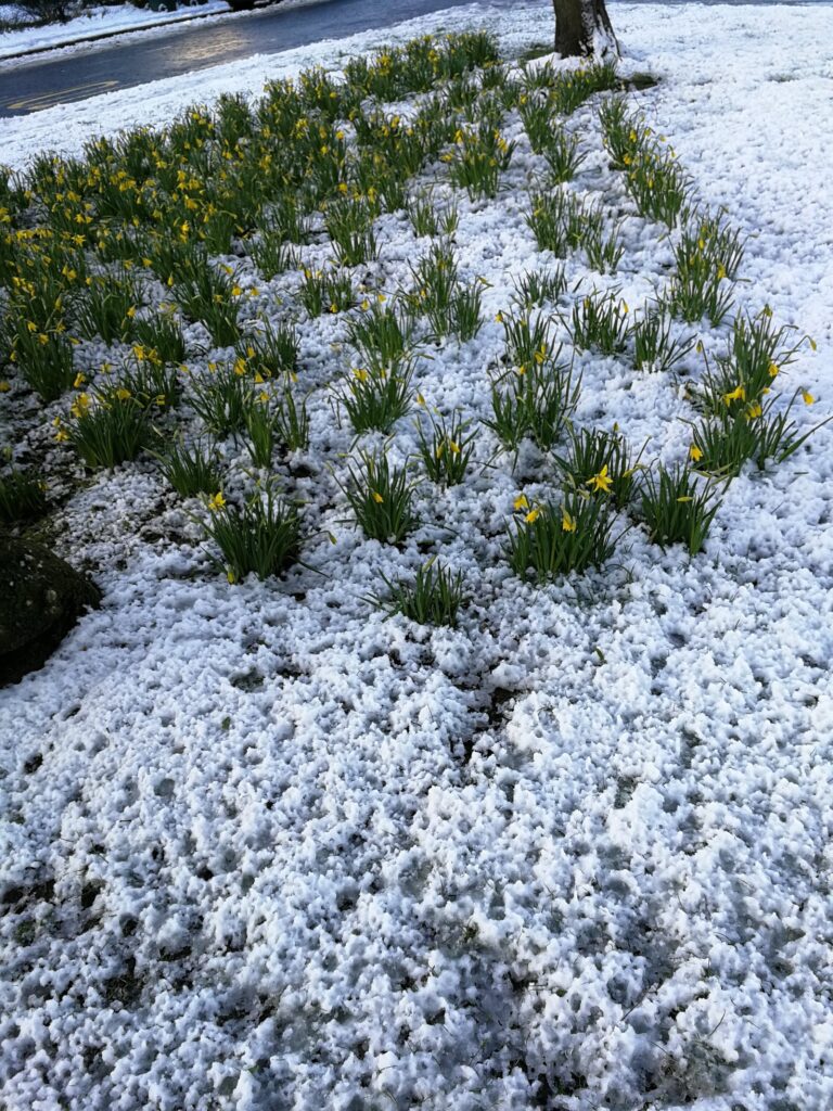 Snowy Daffodils