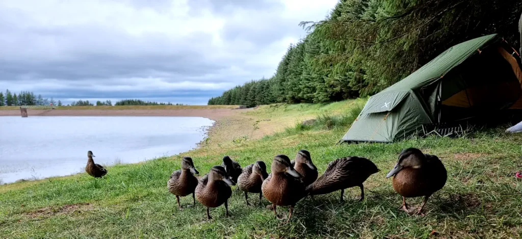 Pentlands Camping with Little Ducks