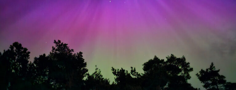 Purple and green aurora above a line of trees