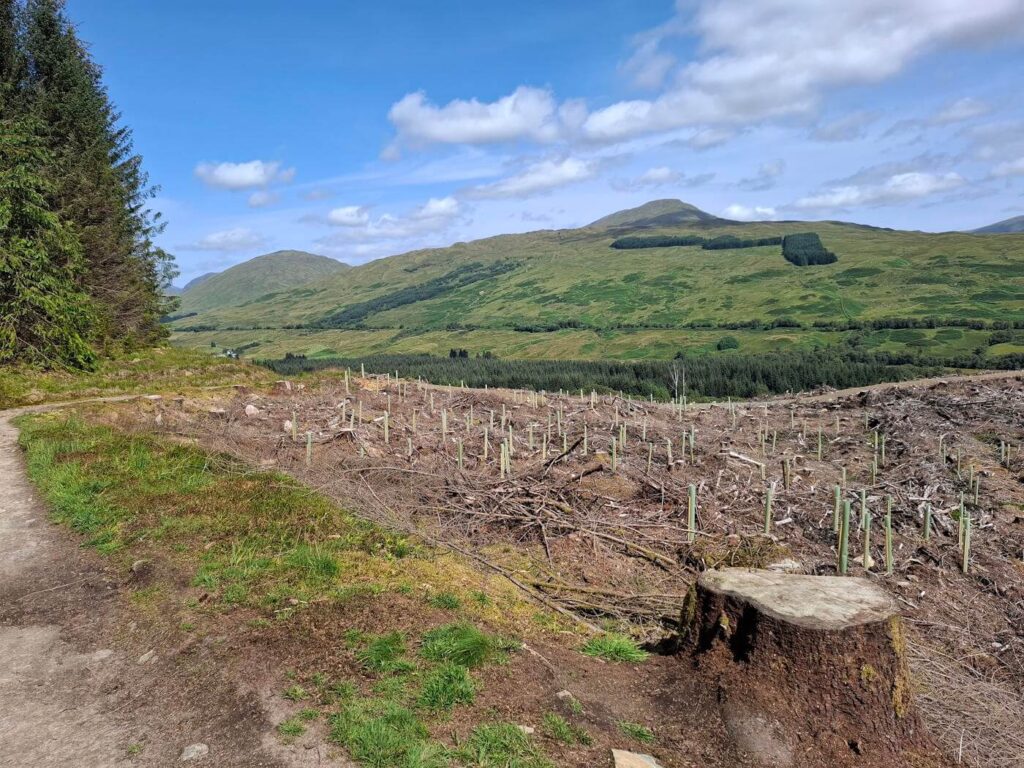 Clear‑felled woodland section on the West Highland Way near Strathfillan