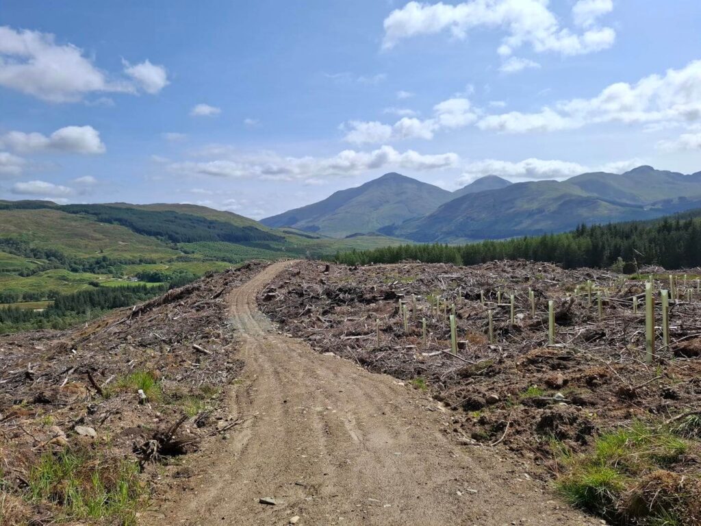 Track through a felled forest section with mountains in the distance