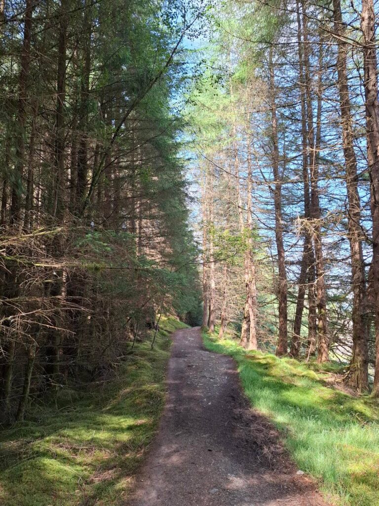 Shaded path through mixed woodland on the West Highland Way