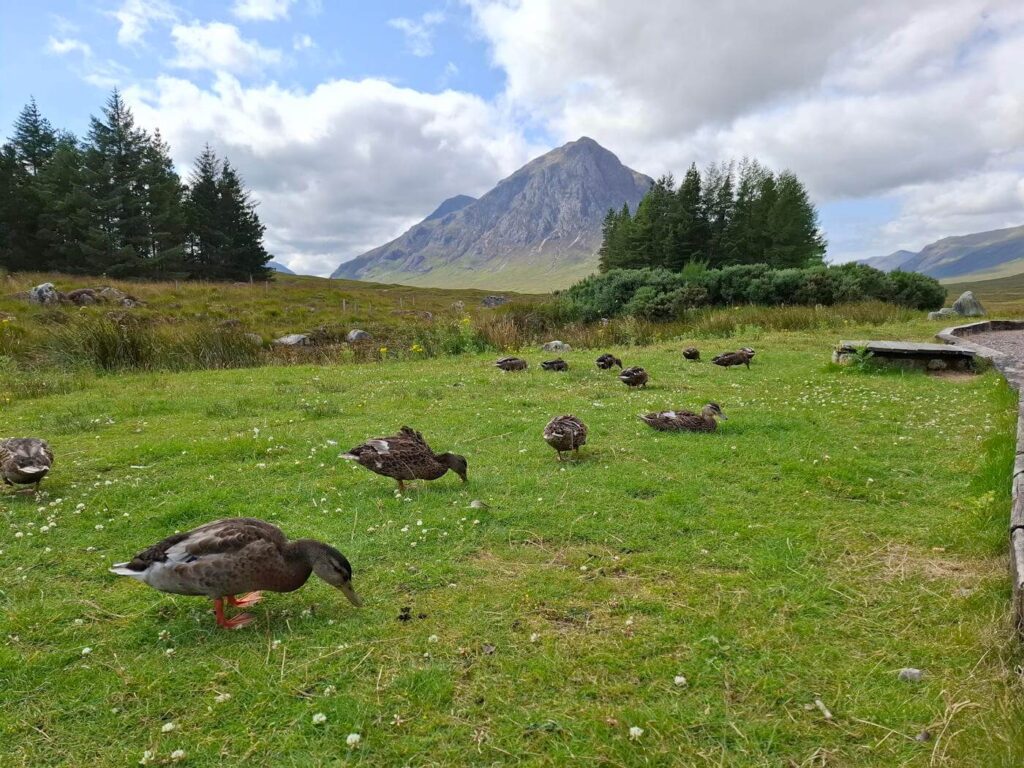 Kingshouse Hotel ducks